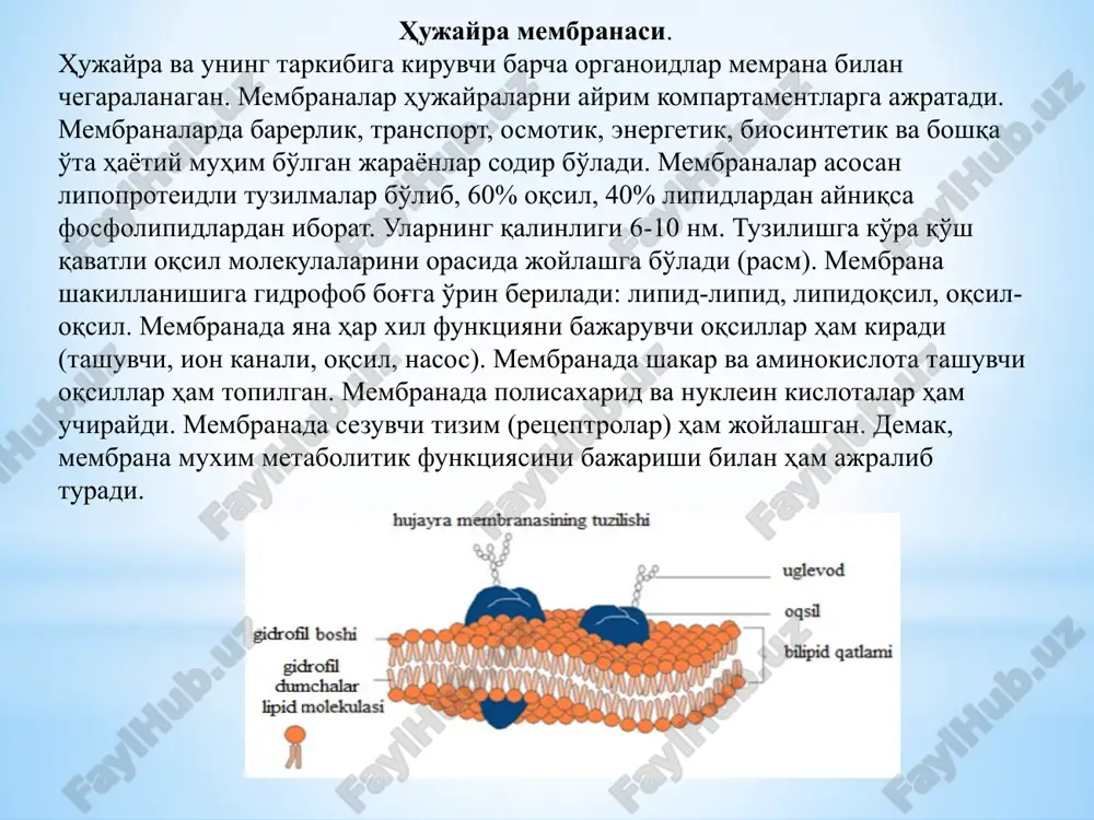 eoplazma tarkibida dnk, rnk va oqsil bo'ladi. yadro tarkibidagi xromatin donalari xromosomlarga aylanadi. yadro bo'linayotgan davrda glikoliz jaryoni bo'lib o'tishi tufayli u o'zini-o'zi energiya bilan ta'minlaydi. ko'rinishi dumaloq, oval va ipsimon bo'ladi. yadro o'simlik hujayrasida ko'pincha bir dona uchiraydi, biroq ko'p yadroli hujayralar ham uchiraydi. yosh hujayralarda yadro markazga yaqin bo'ladi. yadro ikki qavatli membrana bilan o'ralgan va 1 dan to oltitagacha yadrocha bo'ladi. u endoplazmatik to'r yordamida boshqa organoidlarni membranasi bilan bog'langan bo'ladi. yadro spetsifik oqsillarni sintez qilish va irsiy belgilarni avloddan-avlodga ko'chirishda muhim rol o'ynaydi. yadro membranasi. tsitoplazmatik kiritmalar ichida yadro eng katta organella hisoblanadi. u qo'sh qavatli ya'ni ichki va tashqi membrana bilan o'ralgan bo'lib, har bir elementar membrana qalinligi 8 mkm ga teng va ularni orasida 15 nm ga teng bo'shliq ham bor. bu bo'shliq perinuklear bo'shliq deb ataladi. yadro membranasida diametri 30-100 nm. ga teng bo'lgan teshiklar mavjud. bu teshiklar atrofidagi tashqi va ichki membranalar …