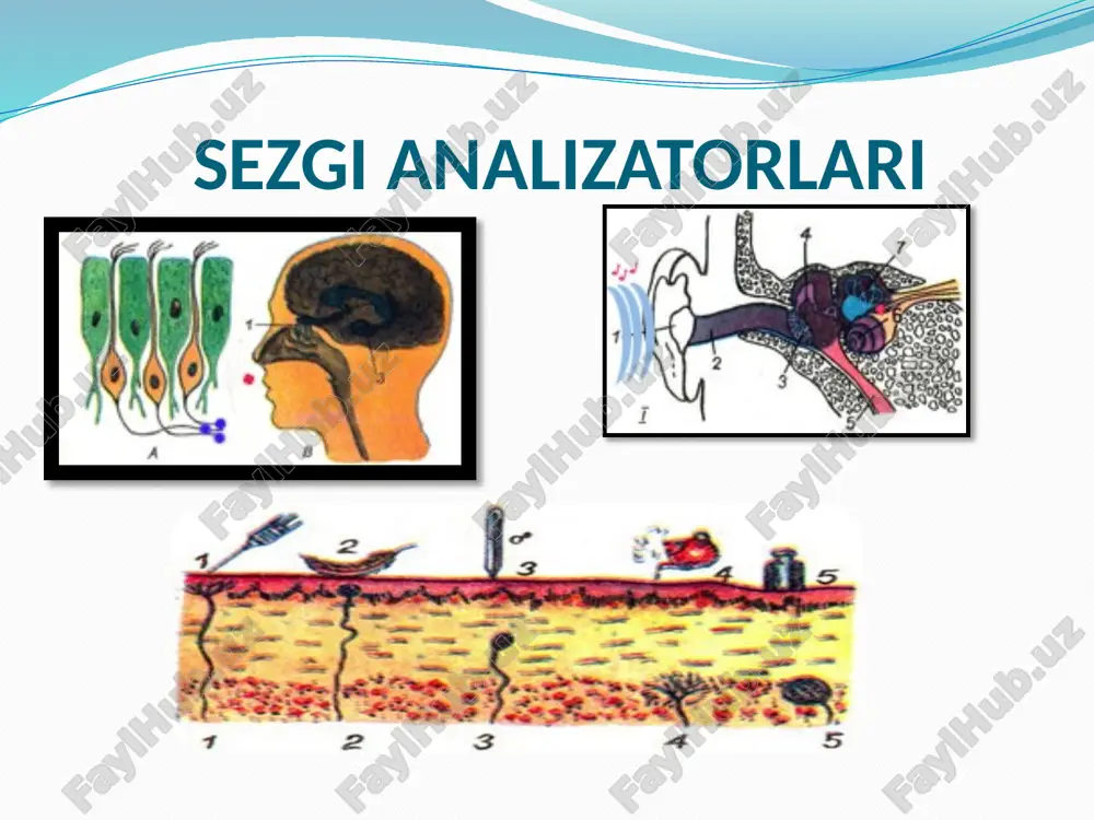 psixik jarayonlar patologiyasi - Page 5