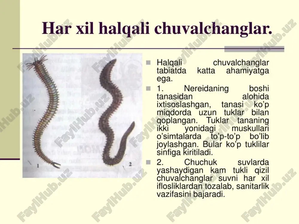 halqali chuvalchanglar - Page 5
