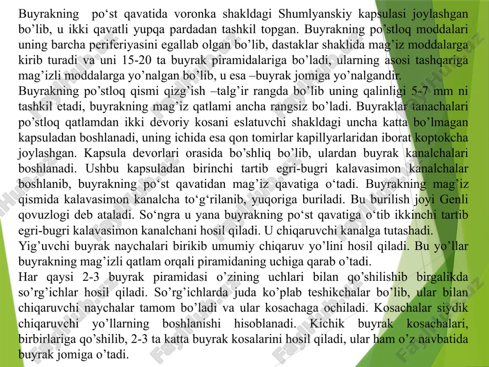 ri boshlanadi. ular bir-biri bilan qo'shihb, buyrak venasini hosil qiladi. siydik yo’li buyrak jomidan boshlanib, qorinning orqa devori bo‘ylab pastga tushadi va siydik pufagiga tutashadi. siydik yo’lininig uzunligi katta odamda 30 sm bo’lib, uning devori uch qavatan: ichki - shilliq qavat, o‘rta-muskul qavat va tashq-seroz qavatdan iborat. buyrakda filtrlanib hosil bo’lgan siysiydik yo’li orqali siydik pufagiga uzluksiz quyilib turadi. siydik pufagi (qovuq) qorinning pastki qismida chanoq sohasida joylashgan bo’lib, uning hajmi katta odamda 500-700 ml bo’ladi. siydik pufagining devori ham uch qavatdan: ichki shilliq, o‘rta-muskul, tashqi seroz qavatdan iborat. uning tub qismida uchta teshikcha bo’lib, ularning ikkitasi o‘ng va chap buyraklardan siydik yo’llarining quyilish joyi, bittasi siydik kanalining chiqish joyi. siydik pufagi to’lgandan so‘ng, uning devori taranglashib, sezuvchi retseptorlarni qo‘zg‘atadi, hosil bo’lgan impuls oldin orqa miyaga, undan bosh miya yarim sharlariga boradi va odamda siydik chiqarish refleksi yuzaga keladi. harakatlantiruvchi nervlarning qo‘zg‘alishi orqali siydik pufagi devorining silliq muskullari qisqarib, unda …