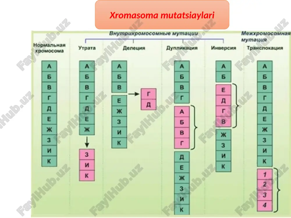 rning paydo bo‘lishiga olib keladi tabiiy tanlanishdan farqli o‘laroq, yuqorida bayon etilgan evolutsiyaning boshlang‘ich omillari ma’lum yo‘nalishga ega bo‘lmaydi. alohidalanish xulosa evolutsiyaning boshlang‘ich materiali mutatsiya, kombinativ o‘zgaruvchanlik evolutsiyaning boshlang‘ich omillari — alohidalanish, migratsiya, populyatsiya to‘lqini, genlar dreyfi e’tiboringiz uchun rahmat