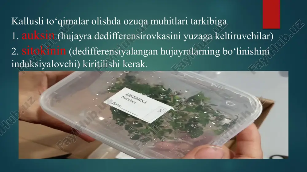 i hosil bo‘lishini talab qiladigan ekinlar uchun juda foydali. gibberellinlardan amaliy foydalanish auksinlar bilan bog‘liq. aslida auksinlar uzunlamasına o‘sishni, gibberellinlar esa lateral o‘sishni ta’minlaydi. hosilning bir tekis rivojlanishi uchun ikkala fitogormonni ham dozalash tavsiya etiladi. shu tarzda, shamolning ta’siri tufayli "turar joy" ga olib kelishi mumkin bo‘lgan zaif va kalta jarohatlarning shakllanishiga yo‘l qo‘yilmaydi. odatda, gibberellinlar kartoshka ildiz mevalari kabi urug‘larning uyqusizlik davrini to‘xtatish uchun ishlatiladi. ular, shuningdek, shaftoli, shaftoli yoki olxo‘ri kabi urug‘larni sozlashni rag‘batlantiradi. sitokininlar – 1955 yilda hujayralar boʻlinishini stimullovchi omil sifatida topilgan. birinchi tabiiy sitokinin zeatin deb atalgan, bu moddalar makkajoʻxorining pishib yetilmagan donlaridan ajratib olingan. hozirgi kunda 12 ta sitokinin aniqlangan boʻlib, ularning kimyoviy tuzilishi zeatinning tuzilishiga yaqin. difenilmochevina va ularning qator mahsulotlarining ham yuqori sitokininlik faolligi aniqlangan. sitokininlar asosan ildiz apikal meristemasida sintezlanib, undan ksilema boʻylab oʻtkazuvchi naylar orqali, oʻsimlikning barcha organlariga transport qilinadi. sitokininlarning kashf etilishi juda yaqinda va uning asosiy tekshiruvlari 1955 …
