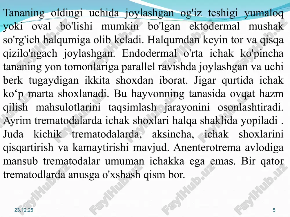 bo'ladi. sporosista yorilib, rediyalar mollyuska tanasiga chiqadi. * * o'z navbatida rediyalar ichidagi partenogenetik tuxum hujayralardan yana yangi lichinkalar - serkariylar hosil bo'ladi. so'rg'ichlari, ikki shoxli ichagi, ayirish sistemasi va nerv tugunlarining tuzilishi bilan serkariy ko‘p jihatdan voyaga yetgan parazit maritaga o'xshash, lekin undan uzun yo‘g‘on va muskulli dumining rivojlanganligi bilan farq qiladi. serkariyalar rediya tanasidagi teshik orqali mollyuska tanasiga, so'ngra suvga chiqib suzib yuradi. serkariylar ham miratsidiylarga o‘xshab oziqlanmaydi. serkariy bir muncha vaqt o'tgach, suvdagi o'tlarga o'tirib qoladi va dumini tashlab, tanasi sirtida sista hosil qiladi. parazit bu davrda adoleskariy deyiladi. suvloqqa kelgan hayvonlar o‘tlrni yeb, parazitni yuqtiradi. ichakda sistaning qobig‘i eriydi, yosh parazit hayvonning tana bo‘shlig‘i orqali jigar o‘t yo‘llariga o‘tib, asta-sekin voyaga yetadi. * * * * so‘rg‘ichlilarning patogen ahamiyati. ko'pchilik so'rg'ichlilar odam va hayvonlarda parazitlik qiladi. ular orasida jigar qurti (fasciola hepatica) katta xo'jalik ahamiyatiga ega. bu qurtning voyaga yetgan davrida uzunligi 3-5 sm bo'lib, deyarli …