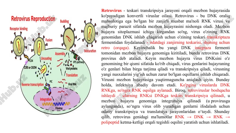 otent es-hujayralari qoramol, qo'y, cho'chqa va tovuqlarda uchramaydi, ammo qidiruv davom etmoqda. transgen sigirlarni yaratish uchun dnkni mikroin'ektsiya qilish orqali sichqonlarning transgenozining o'zgartirilgan sxemasi qo'llaniladi. jarayon quyidagi bosqichlarni o'z ichiga oladi: so'yish joyida so'yilgan sigirlarning ootsitlarini yig'ish; ootsitlarning in vitro yetilishi; in vitro sigir spermatozoidlari bilan tuxum hujayralarini urug'lantirish; urug'lantirilgan tuxumni sarig'i kontsentratsiyasiga santrifuga qilish, bu normal ootsitdagi erkak pronukleusni kesma mikroskopda ko'rishga xalaqit beradi; e) dnkni erkak pronukleusga mikroin'ektsiya qilish; f) embrionlarning in vitro rivojlanishi; g) estrus davrida retsipient ayolga bitta embrionni jarrohliksiz implantatsiya qilish; h) transgen mavjudligi uchun dnk avlodlarini skrining qilish qishloq xo‘jaligi hayvonlarida gen transferidan chorvachilik mahsulotlarining mahsuldorligi va sifatini oshirish, kasalliklarga chidamliligini oshirish va transgen hayvonlar - qimmatli biologik faol moddalar bioreaktorlarini yaratishda foydalanish mumkin. aniqlanishicha, o'sish gormoni geniga ega bo'lgan transgen cho'chqalarda yakuniy tana vazni nazorat hayvonlariga qaraganda 15,7 foizga yuqori bo'lgan. ushbu natijalardan farqli o'laroq, fenotipik ta'sirsiz transgen ifodasi holatlari mavjud. misol uchun, …