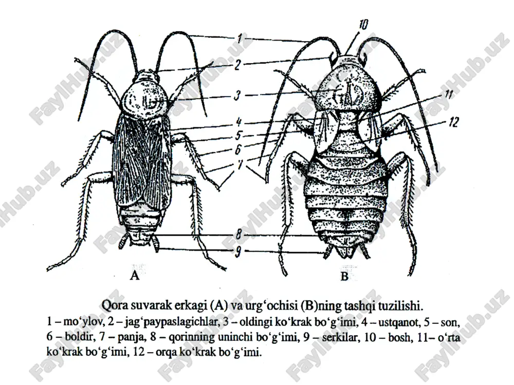 hasharotlar sinfi vakillari. - Page 5
