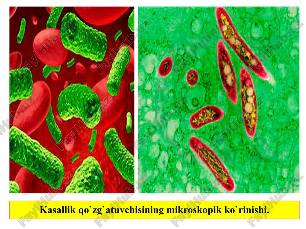 parda hosil qilib o’sadi: m.tuberculosis-yo’g’on, probirka devoriga ko’tariladigan parda, m.bovis-to’rsimon, o’simtali parda, m.avium esa 7-10 chi kunlari yupqa, nozik, oqish, 21 chi kunlari kuchli ajinlashgan parda hosil qiladi. zich oziq muhitlarda boshida zo’rg’a ko’rinadigan mikrokoloniyalar paydo bo’lib, keyin kattalashib boradi. oziq muhit yuzasida mayda yoki katta, yaltiroq yoki xira, silliq yoki kengish bir-ikkita koloniyalar ko’rinadi, ular birlashib ketib, yuza bilan bitta oqish qatlam hosil qilishi ham mumkin. chidamliligi. tuberkulyoz tayoqchalari fizikaviy va kimyoviy ta’sirlarga ancha chidamlidir. kulturalarda, ular odatda 8-10 oydan keyin o’ladi. bakteriyalar qurigan balg’amda 7-10 oy, chirigan organlarda 2-6 oy, go’ngda 7-10 oy, suvda 2 oy, tuproqda 2 yildan ortiq yashaydi; sut 85os qizdirilganda 30 minutda, qaynatilganda 3-5 minutda o’ladi. dezinfeksiyalovchi moddalar-5% fenol, 20 % li yangi so’ndirilgan ohak, 3-5 % li lizol, 3 % formaldegid va h. k. lar ta’sirida tuberkulyoz tayoqchasi 12-24 soatda o’ladi. go’ng biotermik zararsizlantiriladi. antigen tuzilishi. tuberkulyoz bakteriyasi antigenlarining aktivligi past. antigenning protektiv …