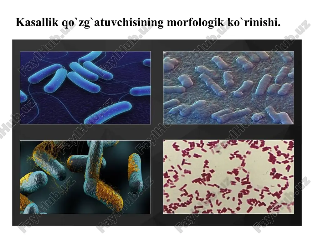 . uchdan ikki qismi toksinni ajratish uchun, bir qismi esa-qo’zg’atuvchini ajratish uchun ishlatiladi. 3. kasal hayvonning qoni suyultirilmasdan tekshiriladi. botulizm toksini qonda tez buziladi, shuning uchun uni joyida (xo’jalikda) tekshirish kerak. botulizm toksinini ajratish. 1. patmaterial va oziqa namunalari paxtadan o’tkazib filtrlanadi yoki minutiga 3000 aylanma tezlikda 30 min. sentrifuga qilinadi, keyin ikkiga bo’linib, uning bir qismi qaynoq suv hammomida 20-30 minut qizdiriladi. 2. tekshirilayotgan materialning har bir (qaynatilgan va qaynatilmagan) filtrati bilan 16-18 g vazndagi ikkita oq sichqon venasiga yoki qorin bo’shlig’iga 0,5-0,8 ml dozada yuborib zararlantiriladi. dengiz cho’chqalari (300-350 g massali) terisi ostiga material 3-5 ml dozada yuboriladi (bittasiga qaynatilgan filtrat, ikkinchisiga - qaynatilmagani). materialda botulizm toksini bo’lsa, qaynatilmagan filtrat bilan zararlangan laboratoriya hayvonlari, 2-5chi sutkada botulizmga xarakterli klinik belgilari bilan (muvozanatni yo’qotish, nafas olishining tezlashishi, skelet mushaklarining bo’shashishi, qorin devorining tushishi «ari beli»dek) o’ladi. qaynatilgan filtrat yuborilgan hayvonlar esa, sog’ qoladi. 3. kasal hayvonlardan qon olingan zahoti …