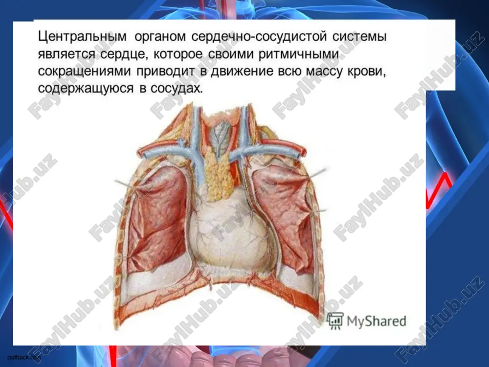 hastoti i sili serdechnix sokrasheniy perifericheskoe soprotivlenie, kotoroe zavist ot tonusa mishechnix stenok arteriol ob'ema tsirkuliruyushey krovi sistolicheskoe (maksimalnoe) davlenie - davlenie, otrajayushee sostoyanie miokarda levogo jeludochka - 100-120 mm rt. st. diastolicheskoe (minimalnoe) davlenie - xarakterizuet tonus arterialnix stenok. ravno 60-80 mm rt. st. pulsovoe davlenie - eto raznost mejdu sistolicheskim i diastolicheskim davleniem, ono neobxodimo dlya otkritiya polulunnix klapanov aorti i legochnogo stvola vo vremya sistoli jeludochkov. velichinu ad mojno izmerit dvumya metodami: pryamim i nepryamim. pri izmerenii pryamim, ili krovavim, metodom v tsentralniy konets arterii vstavlyayut i fiksiruyut iglu, kotoruyu rezinovoy trubochkoy soedinyayut s manometrom. etim sposobom registriruyut ad vo vremya operatsii na serdtse. v meditsinskoy praktike izmeryayut ad nepryamim, ili kosvennim (zvukovim), metodom pri pomoshi tonometra. termini i ponyatiya. perikard – okoloserdechnaya sumka; epikard – narujniy serozniy sloy; miokard – sredniy mishechniy sloy; endokard – vnutrenniy sloy; arterii – sosudi, nesushie krov ot serdtsa, “gladkie vozduxonositeli”, …