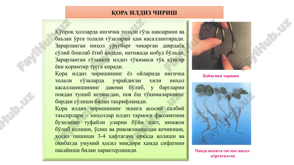 20-26°s bolganida urugbarg va 5-6 chinchi barg chiqargan nihollar juda kuchli zararlanadi.havo isib ketishi bilan, kasallik sussaya boshlaydi va nihollarning bir qismi butuniay sargayib ketishi mumkin.yetilgan o’simliklar antraknoz bilan faqat ular biror sababga kora zaiflashganida zararlanadi - poyalarida uzunchoq qizgish-qongir, barglarida dumaloq, to’q-qongir dogiar paydo boladi. kasallik qo ‘zg‘atuvchisi va uning belgilari. qozgatuvchi zamburug* - askomitset glomerella gossypii (sout) ed tabiatda odatda takomillashmagan (konidial) bosqichi (colletotrichum gossypii southw) uchraydi. zamburug* bu bosqichida oldin epidermis tagida rivojlanib, songra epidermisni yorib, tovoqcha shaklida ochiladigan yostiqchalar (sporodoxiylar)qalin, dasta bolib joylashgan konidiofora va konidiyalar hamda qillar qatlami -hosil qiladi. yostiqchalar hosil bolishi va ulaming ichidagi mikroskopik organlarining shakli va o’lchamlari antraknoz kasalligini va uning qozgatuvchisining turini aniqlashda asosiy taksonomik belgilar sifatida qo’llaniladi. colletotrichum gossypii south w zamburug ining tashxisi: yostiqchalar epidermisni yorib chiquvchi. qillar yakka yoki dasta-dasta, pastki qismi to’q-qongir, uchi deyarli rangsiz, to'gri yoki biroz egilgan, devorchalar bilan hujayralarga bo’lingan, uzunligi 100-250 mkm. …