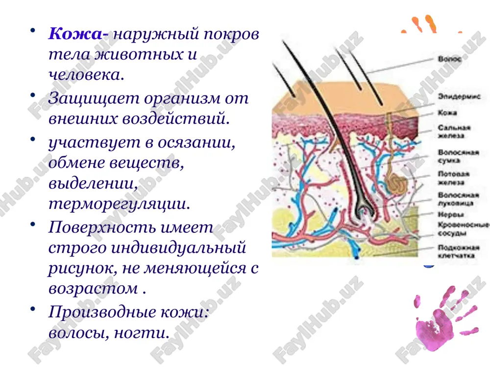 kozha va uning vazifalari - Page 5