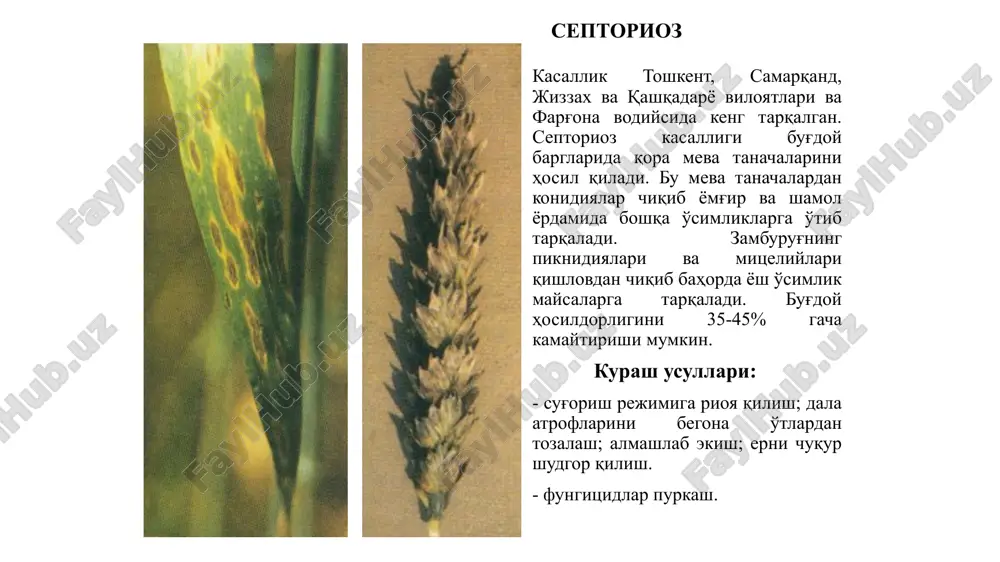 kuniga aylanadi. g'alla ekinlarining karantin kasalliklari bug'doyning hind qorakuyasi kasallik belgilari (davomi). bug'doyni zararlaganda don ichini butunlay parchalab, faqat po'stini qoldiradigan qattiq qorakuyalar (tilletia tritici, t. laevis, t. controversa) dan farqli o'laroq, hind qorakuyasi bilan bug'doy doni qisman zararlanadi. g'alla ekinlarining karantin kasalliklari bug'doyning hind qorakuyasi kasallik belgilari (davomi). kasallik faqat boshoqda namoyon bo'ladi, har bir boshoqda bittadan 5 tagacha boshoqcha zararlanadi. ko'pincha donning murtak qismi yoki egatchasi zararlanadi va ularda teliosporalarning qora kukuni paydo bo'ladi. bu qorakuyani ham faqat bug'doy donlari pishgandan va boshoqchalar ochilgandan so'ng ko'rish mumkin. g'alla ekinlarining karantin kasalliklari bug'doy hind qorakuyasining qo'zg'atuvchisi va uning biologiyasi vaqt o'tishi bilan zararlangan donning qobig'i yoriladi va undan teliosporalar chiqadi. qo'zg'atuvchining o'ziga xos belgisi – teliospora to'dachalari paydo bo'lishidir. zamburug'ning etilgan teliosporalari ellips, noto'g'ri dumaloq yoki oval shaklli, jigarrang yoki to'q-qo'ng'ir yoxud deyarli qora tusli, qobig'i to'q-qizil-qo'ng'ir, deyarli qora tusli, to'rsimon, uning ustida yana bitta rangsiz jelatin qobig'i va …