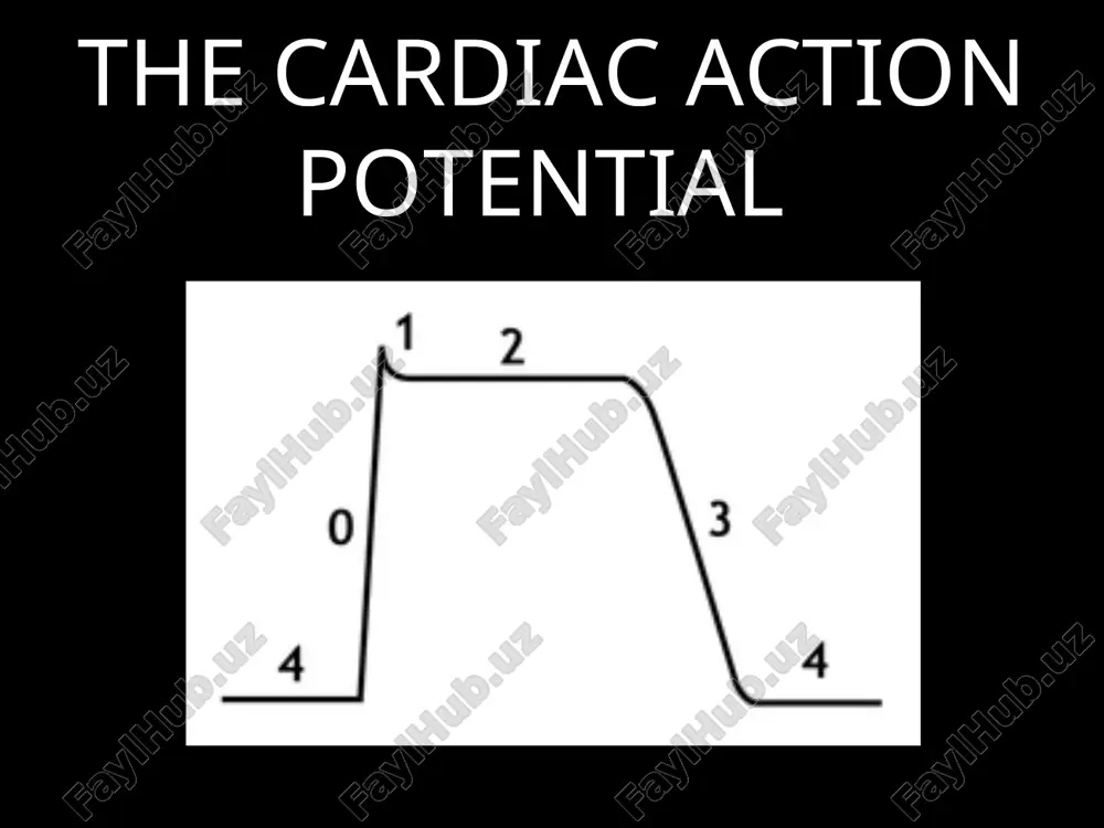 inide, and propafenone indicated for the treatment of life-threatening ventricular tachycardia or ventricular fibrillation, or symptomatic pvcs * class ia as you can see here, it blunts the upstroke and prolongs phase 2 * class ia-procainamide procainamide n-acetyl procainamide analog of the local anesthetic procaine long term oral treatment poorly tolerated (can cause lupus syndrome) blocker of open na+ channels only has an cardioactive metabolyte (can also work as produg), procainamide and n-acetyl procainamide napa only blocks potassium channels metabolized into napa in the liver * class ib the ib drugs blunt the upstroke slightly because it is a weak sodium channel blocker, but it also has action at potassium channels which is why it shortens the action potential duration * class ib-lidocaine local anesthetic also used in the acute intravenous therapy of ventricular arrhythmias blocks both open and inactivated cardiac na+ channels exerts greater effects in ischemic or rapidly …
