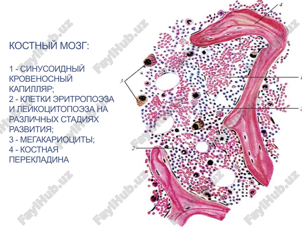 zona, 7 - limfoidniy uzelok, 8 - tsentr razmnojeniya limfoidnogo uzelka, 9 - korkoviy limfaticheskiy sinus, 10 - myakotnie tyaji, 11 - mozgovie sinusi, 12 - vorotnie sinusi, 13 - vinosyashiy limfaticheskiy sosud, 14 - vorotnoe utolshenie, 15 - krovenosnie sosudi. spasibo za vnimanie! image2.png image3.png image4.png image5.png image6.png image7.png image8.png image9.png image10.gif