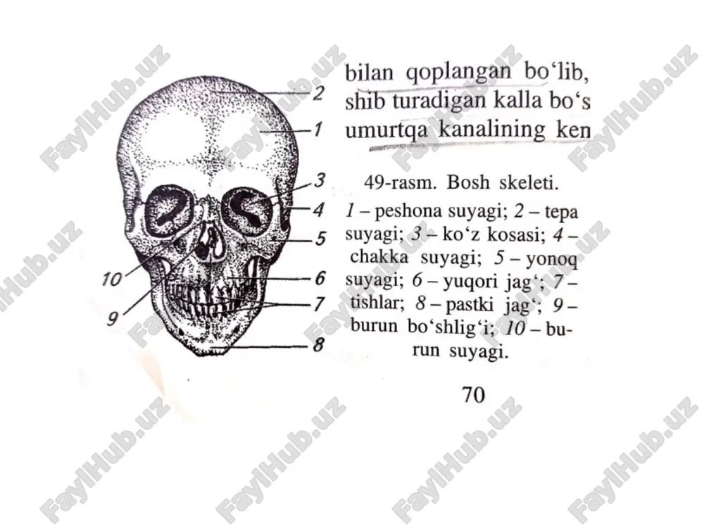akchalari bor. tanasining o’rta qsimida iyak dombogi b/b 1va2 kichik jag’ tishlarining ostida iyak teshigi ko’rinib turadi pastki jag tanasining ichki yuzasida til osti bezi joylashgan. pastki jag shoxi 2 ta o’siq b,n tugaydi til osti suyagi pastki jag’ b,n xiqildoq o’rtasifa joylashgan. taqa shakli o’rta, tana, ikki juft shoxi bor. tanasiga tog’ay orqali birlashadi. 50 yoshdan k,n suyaklanadi kalla suyagining birlashishi chakka s-ning tangasimon qismi qiyq b/b, tepa suyakning chekkasiga yopishib turadi va tangasimon chok x.l q.di qopqoq suyaklari tishli choklar xosil qilib birlashadi yuz qismi tep tekis chekkalari b,n tegib turib birlashadi. ikkala tepa suyak o’rtasida sagittal chok peshona suyak b,n tepa suyaklari o’rtasida tojsimon chok tepa va ensa o’rtasida lambdsimon chok kalla skleti-cranium g’alvirsimon-os ethmoidale tepa-os parietale ponasimon-os sphenoidale chakka-os temporale ko’z kosasi-orbita pastki jag’-mandibula yuqori jag-maxilla til osti-os hyoideum dimog’-vomer burn-os nasale ko’z yosh-os lacrimale tanglay-os palatinus yanoq-os zygomaticum ensa-os occopitale peshona-os frontale miya-cranium cerebrale yuz-cranium …
