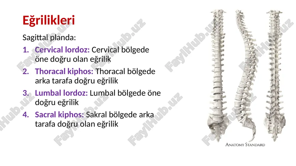 alis atlas: facies articularis superior sağ ve solda iki tane bağımsız eklem, bağımsız hareket edemezler eklem yüzleri hyalin kıkırdak ile kaplı i̇ki eklem iki eklem kapsülü, membrana atlantooccipitalis anterior: arcus anterior atlantis foramen magnum ön kenarı arasında uzanır lig. atlantooccipitale anterius: membranın ortasında, tuberculum pharyngeum tuberculum ant. arasında, lig. longitüdinale anterius olarak devam eder membrana atlantooccipitalis posterior: arcus posterior ile foramen magnumun arka kenarı arasında lig. crusiforme atlantis lig. transversum atlantis: atlasın masse lateralislerinin iç yüzünde bulunur dens axis için osteofibröz halka oluşturur yukarı ve aşağı doğru uzanan lifler: fasciculus longitudinalis sup. fasciculus longitudinalis inf. lig. crusiforme atlantis fasciculus longitüdinalis sup. fasciculus longitüdinalis inf lig. transversum atlantis ligamenta alaria dens axisin yan taraflarından; foramen magnumun kenarlarına başın aşırı rotasyonunu engelleyen kontrol ligamentler ligamentum apicis dentis: dens axisin tepesinden foramen magnumun ön kenarına uzaır. membrana tectoria lig. longitudinale posteriusun bir devamı şeklindedir lig. longitudinale posterius, yukarda axisin gövdesine tutunur buradan itibaren …