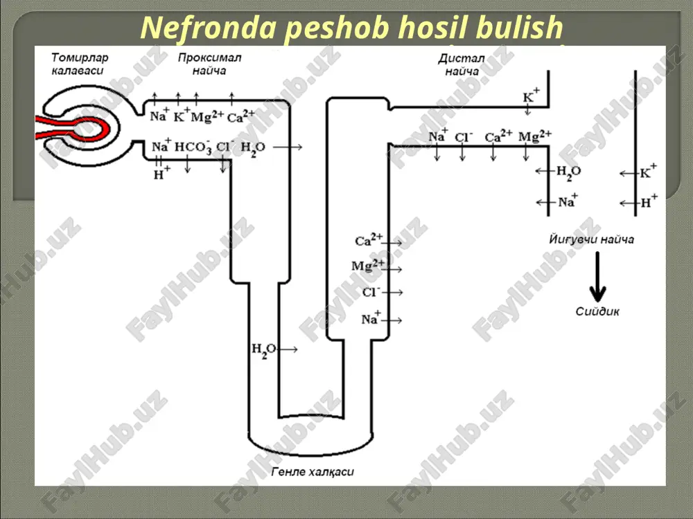 ipidemiya (lipolizni bostiradi) 5) podagra va qandli diabetni qo‘zg‘atadi 6) dispepsiya ta’sir mexanizmi genle xalqasining ko‘tariluvchi qismida na+, k+, mg++, ca++ va cl- ionlari transportini bostiradi ko‘rsatma: 1.o‘pka shishi 2.miya shishi 3.o‘be va sbe 4.barbiturat va salitsilatlardan zaxarlanish 5.jigar sirrozi portal gipertenziya bilan 6.giperkalsiemiya nojo‘ya ta’sirlari: 1) eshitishni pasayishi 2) gipotoniya 3) gipokaliemiya 4) gipomagniemiya 5) gipoxloremiya 6) dislipidemiya 7) podagra va qandlidiabetni qo‘zg‘atadi 8) dispepsiya qarshi ko‘rsatmalar: buyrak va jigar etishmovchiligini terminal bosqichi ta’sir mexanizmi: 1) natriy reabsorbsiyasini bloklaydi 2) suv reabsorbsiyasini bloklaydi 3) organizmda kaliyni olib qoladi ko‘rsatmalar: 1) tarqalgan shishlar 2) gipertoniya kasalligi nojo‘ya ta’sirlar: 1) giperkaliemiya 2) giperazotemiya 3) dispepsiya 4) bosh og‘rig‘i, bosh aylanish 5) oyoqlar mushaklarida tirishish qarshi ko‘rsatmalar: giperkaliemiya bilan o‘tadigan buyrak kasalliklari ta’sir mexanizmi : konkurentniy antagonist mineralokortikoidov distal naychalarning terminal segmentida va yig‘uvchi naychada aldosteron va dezoksikortikosteron - mineralokortikoidlarni raqobatli antagonisti ko‘rsatmalar: 1) giperaldosteronizm bilan bog‘liq shishlarda 2) gipokaliemiya 3) girsutizm …