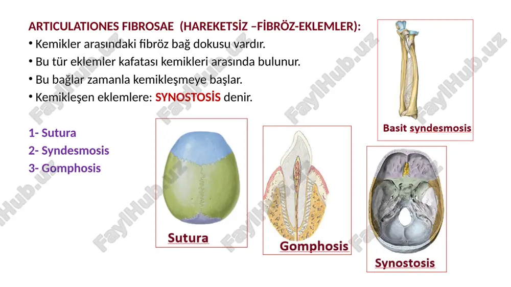 eklemler hakkında genel bilgi - Page 5