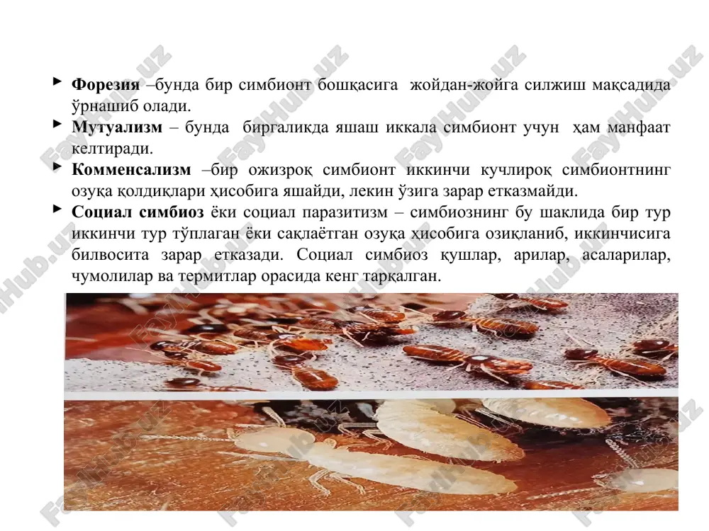 ari kiradi. chala oʻzgarish bilan rivojlanuvchi (ninachilar, beshiktervatlar, bahorgi kapalaklar, toʻgʻriqanotlilar, quloqqazgichlar, qandalalar, tripslar) va toʻliq oʻzgarish bilan rivojlanadigan (qoʻngʻizlar, toʻrqanotlilar, tuyaboʻyinlar, buloqchilar, tangaqanotlilar, pardaqanotlilar va ikki qanotlilar) hasharotlar yirtqichlik bilan hayot kechiradi. entomofagkanalarning koʻpchiligi fitoseyidlar oilasining vakillaridir, baʼzilarigina bdellid, stigimeid, xeyletid, gemisarkoptid va boshqalar oilaga mansub. hasharotlar paraziti 5 turkum: qoʻngizlar, tengqanotlilar, tangaqanotlilar, pardaqanotlilar va ikki qanotlilar vakillari orasida uchraydi. oʻsimliklarni biologik himoya usulida pardaqanotlilar va ikki qanotlilar turkumiga mansub turlar katta ahamiyatga ega. xoʻjayinga ixtisoslashiga koʻra, e. 3 biologik guruhga: monofaglar (bir yoki ikki tur xoʻjayinni zararlaydi), oligofaglar (bir oiladagi bir necha uruqqa mansub turlar hisobiga yashaydi) va polifaglarga (har xil turkumga mansub koʻpgina turlarni zararlaydi) boʻlinadi. organizmlararo munosabatning yana bir shakli — antibioz yoki organizmlararo antagonistik oʻzaro munosabat (mikroorganizmlar yoki yuksak oʻsimliklarning boshqa organizmlar rivojlanishiga toʻsqinlik qiluvchi yoki uni nobud qiladigan moddalar ajratishi) farqlanadi. dehqonchilik biotsenozida e.dan xonqizi qoʻngʻizlari, oltinkoʻzlar, taxin pashshalar, sirfidlar, sassiqqoʻngʻizlar va boshqalar katta …