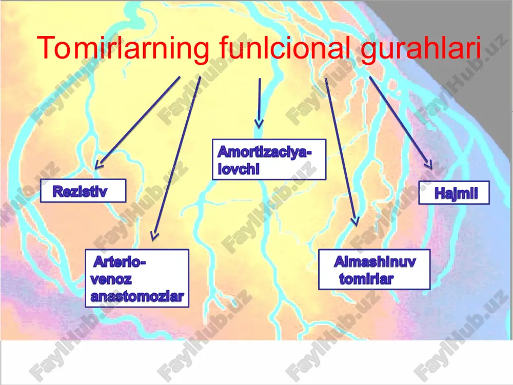 color-enhanced angiographic image of coronary arteries - Page 5