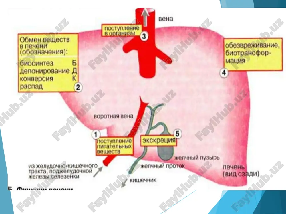 a 115 g\l hisobida o't kislotalari bo'ladi. jigar o'tining solishtirma og'irligi 1,010 bo'lib, o't pufagida esa 1,026-1,050 ga teng. o'tning quruq qismini asosan o't kislotalari tashkil qiladi. o't kislotalarning 80-90% xolesterindan hosil bo'ladi. jigar yog' kislotalarning betta-oksidlanishida ham ishtirok etadi. katta yoshdagilar jigarida bir sutkada 80 mg xolesterin sintezlanadi. jigarning pigment almashinuvidagi ishtiroki bir kecha-kunduzda retikuloendotelial to'qimalarda (qora taloq, jigar va suyak ko'mikida) qizil qon tanachalari 1% gacha nobud bo'ladi va ulardan 7,5 g. ga yaqin gemoglobin ajraladi. undan tashqari 15-25% bilirubin gemni o'zida saqlovchi moddalar (mioglobin, tsitoxromlar, peroksidaza va boshqalar) dan hosil bo'ladi. eritrotsitlar umri 110-120 kun bo'ladi. 1g gemoglobin parchalanganda 34 mg bilirubin hosil bo'ladi. gemoglobindan globin va gem, gem dan bilirubin hosil bo'ladi. gemdan bilirubingacha bo'lgan jarayon ept membranalarida juda murakkab va uzviy bog'liq reaktsiya sifatida o'tadi. o't-sariqlik jigar rang suyuqlik bo'lib, jigar xujayralaridan ajraladi. odamda 1 sutkada 500-700 ml o't ajraladi (1 kg tana vazniga 10 …