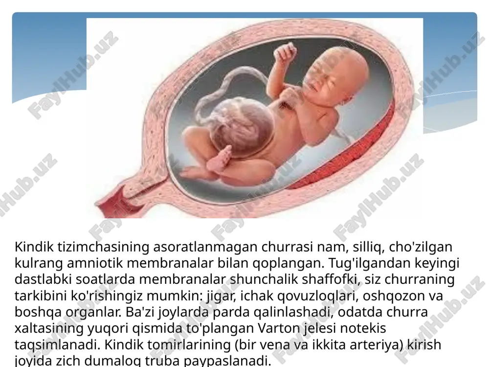bo'shlig'i bosimining haddan tashqari oshishi bilan birga keladi. hernial xaltada jigarning bir qismi mavjudligi. bir vaqtning o'zida churrani tuzatish imkoniyatining ob'ektiv mezoni faqat yuqori va pastki vena kavadagi bosim dinamikasini taqqoslash bo'lishi mumkin. agar organlarni joyiga kitirish jarayonida pastki kava venadagi bosim asta-sekin o'sib borsa (operatsiyadan oldin bosimni o'lchash uchun bola sonning katta yonbosh venasini 5-6 sm ga kateter kiritish bilan venesektsiya qiladi). , va yuqori vena kava (seldinger kateterizatsiyasi) nolga tushadi yoki shuningdek, pastki vena kavadagi bosim darajasiga ko'tariladi, keyin ichak va jigarni qorin bo'shlig'iga botirish chuqurligi minimal bo'lishi kerak. kindik tizimchasining katta churralari bo'lgan yangi tug'ilgan chaqaloqlarni jarrohlik yo'li bilan davolash sezilarli qiyinchiliklarga olib keladi va yaqin vaqtgacha prognoz juda qiyin bo'lib qolmoqda. buning sababi shundaki, bunday bolalarda qorin bo'shlig'i juda kichik bo'lib, radikal operatsiya paytida churra tarkibini (jigarning bir qismi, ichak qovuzloqlari, ba'zan taloq) kamaytirish mumkin emas. ichki a'zolarni majburiy kiritish muqarrar ravishda qorin bo'shlig'i bosimining oshishiga …