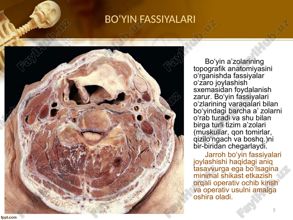 ing yon sohasi trigonum omotrapezoideum, trigonum omoclaviculare. bo‘yin simpatektomiyasi bo‘yin flegmonalarini drenajlash bo‘yindagi tipik kesimlar: bo‘ylama, qiyshiq, burchakli, ko‘ndalang. gid70 31 t–simon b.v.petrovskiy bo‘yicha, djanelidze bo‘yicha boʻyin yon uchburchalarida oqn tomirlarga operativ ochib kirish: gid70 32 boʻyin yon uchburchalarida oqn tomirlarga operativ ochib kirish: o‘mrov osti venasi punktsiyasi (a.a.bunyatyan, 1984): 1 – vilson nuqtasi, 2 – abaniak nuqtasi, 3 – djiles nuqtasi, 4 – ioffe nuqtasi, 5 – killichan nuqtasi. gid70 33 trigonum scalenovertebrale – umurtqa arteriyasiga, pastki bo‘yin tugunchasiga ochib kirish (stellatektomiya – lerish bo‘yicha). boʻyin yon uchburchalarida qon tomirlarga operativ ochib kirish: gid70 34 ductus thoracicus: a) xilotoraks; b) obturatsion sariqlikda dezintoksikatsiya; v) gomotransplantatsiyada autoimmun tanachalarni chiqarish; boʻyin yon uchburchalarida oqn tomirlarga operativ ochib kirish: gid70 35 oʻtkir pankreatitda limfosorbtsiya. ko‘krak yo‘liga operativ ochib kirish: 1 – oldingi; 2 – orqa; 3 – burchaksimon; 4 – gorizontal. gid70 36 qizioʻngachning boʻyin boʻlimi, boʻyin umurtqalari – operativ ochib kirish. …