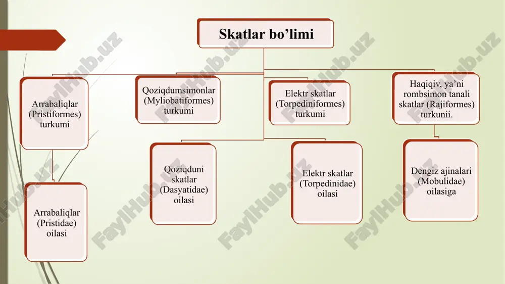 ari mavjud. kurakqanotlilar (sarkopterygii) kenja sinfi ikki xil nafas oluvchilar(dipnoi yoki dipneustomorpha) katta turkumi vakillarining tuzilishi va sistematikasi shoxtishlilar yoki bir o'pkalila r (ceratodontidae, yoki mono-pecunionas) oilasining tangachalilar yoki qo'sh o'pkalilar (lepidosirenidae yoki wpneunumas) oilasiga suyakli baliqlarning tashqi tuzilishi og’iz ko’krak suzgich qorin suzgich tangacha anal teshigi anal suzgich yon chiziqlar dum suzgich ko’z burun teshik jabra qopqoqlari kichik orqa suzgich katta orqa suzgich suyakli baliqlarning skeleti b - tana umurtqasi. v - dum umurtqasi:1- umurtqaning ustki ostist o'simtasi; 2 - umurtqaning ustki yoyi; 3 - yon o'simtasi; 4 - umurtqaning ostki yoyi. 1- og'zi; 2 -jabralari; 3 - yuragi; 4 - jigari; 5 - o‘t pufagi. 6 - oshqozoni; 7 _ suzgich pufagi; 8 - ichagi, 9 - bosh miyasi; 10 - umurtqa pog'onasi; 11-orqa miyasi; 12 - muskullari; 13 - buyragi; 14 - talog'i; 15 – tuxumdoni 16 anal teshigi; 17 - jinsiy teshigi; 18 - siydik teshigi; …