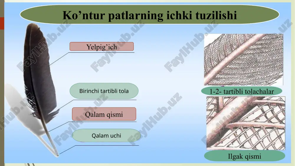 ae) yoki ko'kraktojlilar (curinatae) katta turkumi gagarasimonlar (gaviiformes) turkumi qo‘ng‘ irsimonlar (podicipediformes) turkumi nayburunlilar (tubinares) yoki bo‘ronqushsimonlar (procdlariiformes) turkumi eshkakovoqlilar (steganopodiformes) yoki pelikansimonlar (pelecanifortttes) turkumi laylaksimonlar (ciconiiformes) turkumi flamingosimonlar yoki qizilqanotsimonlar (phoenicopterijormes) turkumi g’ozsimonlar (anseriformes) turkumi palamedialar (anhimae) kenja turkumining lochinsimonlar yoki kunduzgi yirtqichlar (falconiformes) turkumi tovuqsimonlar (galliformes) turkumi turnasimonlar (gruiformes) turkumi balchiqchilar (charadriiformes) turkumi kaptarsimonlar (columhiformes) turkumi to‘tiqushsimonlar (psittacifurmes) turkumi kakkusimonlar (cuculiformes) turkumiga tentakqushsimonlar ( ( aprimulgiformes) turkumi uzunqanotsimonlar (apodiforntes) turkumi qizilishtonsimonlar (piciformes) turkumining ko‘kqarg‘asimonlar (coraciiformes) turkumi chumchuqsimonlar (passeriformes) turkumi image1.png image2.png image3.png image4.png image5.png image6.png image7.png image8.png image9.png image10.png image11.png image12.png image13.png image14.png image15.png image16.png image17.png image18.png image19.png image20.png /docprops/thumbnail.jpeg