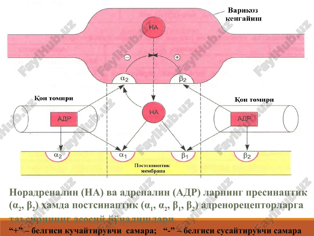 rozol shaklida ingalyatsiya) atrioventrikulyar blokada (til ostiga). noxush ta'siri: taxikardiya, bosh ogrik, tremor, aritmiya (kamdan-kam). salbutamol (g.0,002: 0,5%-fl. ingaliyatsiya). asosan β-2-adr ni . β-1 ga ta'sir etmaganligi uchun taxikardiya rivojlanadi. ichakdan yaxshi suriladi, ta'siri davomlirok. kullanilishi: bronxospazmlarda bachadon mushaklari tarangliligini susaytirish uchun. simpatomimetiklar efedrina gidroxlorid-bevosita adrenomimetik tabl. 0,025; amp. 5% -1 ml eritma; 3% -10 ml burun tomchisi. mnt o'tadi, yaxshi so'riladi na presinapsdan chiqishini na neyronal qayta so'rilishini adrenalin kabi :α1-adrenoretseptorlarni qt larni toraytiradi bronxlar silliq mushaklar tonusini qo'llanilishi bronxial astma (mnt ga ta'siri sabali xozir kam tavsiya etiladi). gipotoniyada. rinitda (maxalliy). oftalmologiyada ko'z qorachig'ini kengaytirishda (diagnostika) narkolepsiya (patologik tush kurishning buzilishi). teofedrin efedrina gidroxlorid, teofillin, kofein, paratsetamol, fenobarbital, krasavki ekstrakti, tsitizin. (bronxial astmada). solutan- fl. 50 ml. efedrina gidroxlorid, alkaloid (krasavka ildizi) balg'am ko'chiruvchi, bronxolitik dori sifatida bronxit va bronxial astmada e'tiboringiz uchun raxmat !