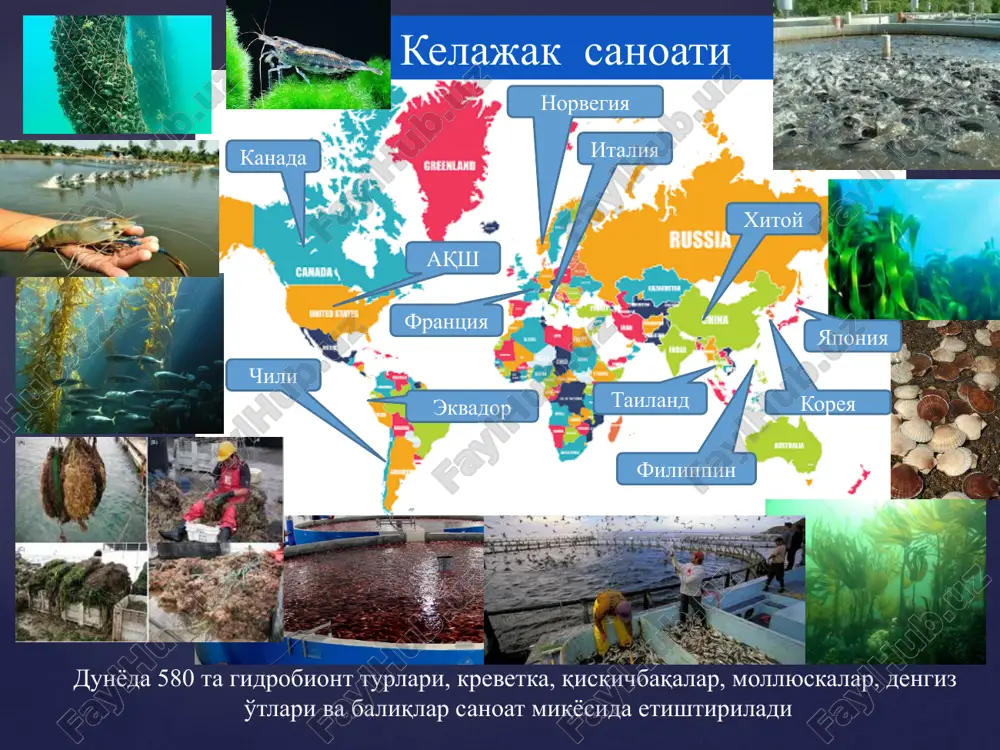 axsus retsepturalar ishlab chiqilgan. 12 oq amur (ctenopharyngodon idella) - amurdan chavoq baliqlarning kiritilishi va keyinchalik sun'iy ravishda ko'paytirish natijasida 1971 yil xitoyning yantszi daryosidan o'zbekiston suv havzalarida iqlimlashtirilgan karpsi-monlar oilasining vakili . oziqlanish turi bo'yicha - fitofag, u yuksak suv o'simliklar bilan oziqlanadi, makrofitlar ko'p bo'lgan suv xavzalarida biologik meliorator sifatida axamiyatga ega. karp bilan polikulturada o'stirilganda sun'iy ozuqani iste'mol qiladi. oq amur xam o'sayotgan sharoitga talabchan emas. o'sishi uchun qulay harorat diapazoni karp singari - 18-30°s ga mos keladi. karpni etishtirishda xovuzlarning baliq maxsuldorligini oshirishda uzoq sharq aklimatizatorlari bilan bir qatorda o'txo'r baliqlar deb ataladigan qora amur, oq va chipor do'ngpeshona baliqlaridan iborat statistik toifaga birlashtirilgan. bundan tashqari, sanab o'tilgan barcha "o'txo'r" baliqlar (qora amurdan tashqari) o'zbekiston suv xavzalarida yaylov xovuzlarida etishtirish ob'ektlari hisoblanadi. oq do'ngpeshona hypophthalmichthys molitrix- fitoplankton bilan oziqlana-di, uning tanqisligida detritni iste'mol qiladi. chipor do'ngpeshona hypophthalmichthys nobilis ratsionida o'simlik ozuqasi bilan bir qatorda zooplankton ham …