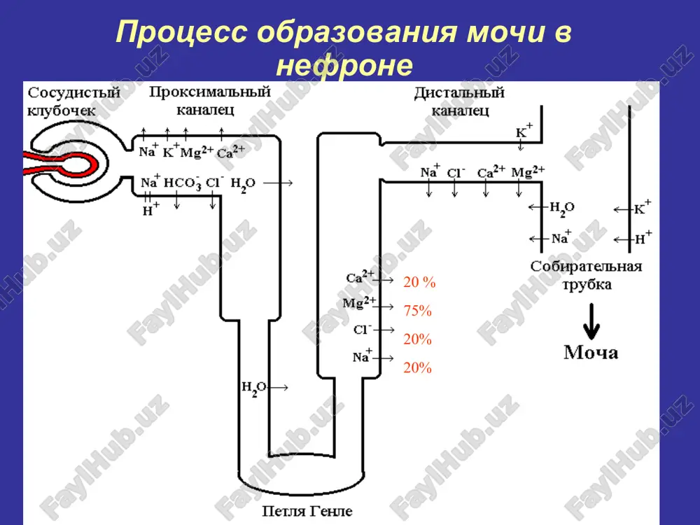 i. ingibitori karboangidrazi: diakarb pokazanie k primeneniyu: pri glaukome dlya umensheniya vnutriglaznogo davleniya. poskolku obrazovanie vnutriglaznoy jidkosti proisxodit s uchastiem karboangidrazi, ugnetenie ee v resnichnom tele umenshaet sekretsiyu jidkosti i ee ottok. obrazovanie tserebrospinalnoy jidkosti takje osushestvlyaetsya s pomoshyu karboangidrazi, poetomu diakarb inogda ispolzuyut dlya snijeniya vnutricherepnogo davleniya. pri otechnom sindrome s alkalozom pri xronicheskoy serdechnoy i serdechno-legochnoy nedostatochnosti, pri gipoxloremicheskom alkaloze, vizvannom drugimi lekarstvami. za schet oshelachivaniya mochi diakarb sposobstvuet bolee bistromu vivedeniyu iz organizma barbituratov, aspirina, mochevoy kisloti i drugix veshestv. ingibitori karboangidrazi: diakarb pobochnie effekti: pri dlitelnom primenenii vozmojna gipokaliemiya, poetomu neobxodimo provodit korrektsiyu preparatami kaliya. pri vozniknovenii atsidoza diakarb sleduet otmenit i vvodit rastvor natriya gidrokarbonata vnutrivenno. k drugim pobochnim effektam otnosyatsya obshaya slabost, golovnie boli, kojnie allergicheskie reaktsii i povishennaya chuvstvitelnost k preparatu, snijenie kislotnosti jeludka. tiazidnie diuretiki: gidroxlortiazid, tsiklopentiazid mexanizm deystviya: 1) podavlyayut transport ionov na+ i cl- cherez apikalnuyu membranu v distalnom izvitom …