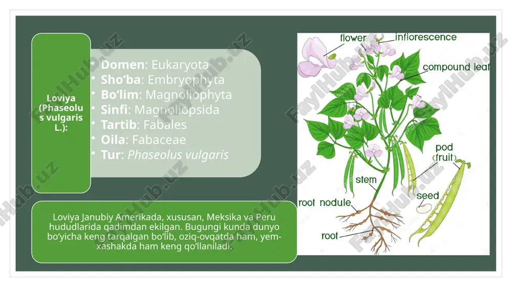 soya va loviya sistemasi, marfalogiyasi - Page 5