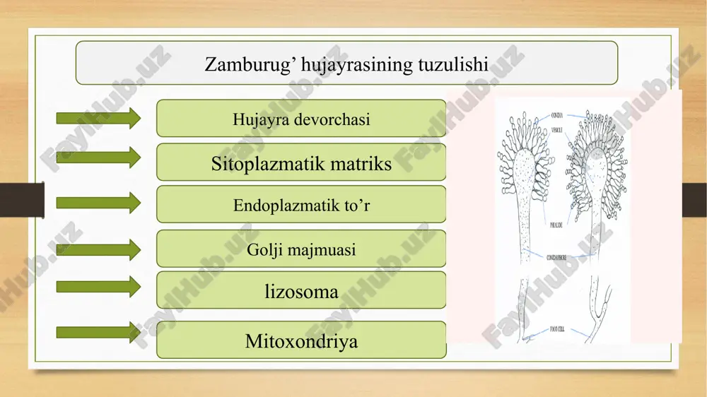 – atmosfera namligidan foydalanib qattiq va quruq materiallarda o’sish qobiliyatidir. optik uskunalarni zararlovchi aspergillus penicilloides va a. glaucus var. tonophilus turlari bunday kserofil turlar misoli bo’la oladi odatda mavjud bo’lgan sharoitlarda bu turlar tez o’suvchi zamburug’lar bilan raqobat qila olmaydi, ammo suv faolligi pastligida bu kserofil zamburug’lar dominantlik mavqesiga ega bo’ladi. materiallarda o’sadigan zamburug’lar duch keladigan ekstremal sharoitlardan yana biri – ozuqa moddalar miqdori kamligidir. ko’p zamburug’lar ozuqa moddalar o’ta oz bo’lgan sharoitda o’sa oladi. bu xususiyat oligotrof turlarga devor rassomchilik asarlari kabi substratlarni egallashda ma’lum darajada ustunlik beradi. oligotroflar boshqa turlarga nisbatan ancha sekin o’sadi, ammo bunday qiyin sharoitda o’sishga o’rgangach, katta zarar yetkazadi. zamburug’larning yana bir xususiyati – ularning turlari geterogenligi, ya’ni bir tur ichida morfologik, fiziologik, ekologik va boshqa jihatlardan farq qiluvchi shtammlar mavjudligidir. tur ichidagi differentsiasiya a. niger turida ham qayd etilgan. muzlagan tuproqdagi zararlangan materiallardan zamburug’ning kriofil shtammi ajratilgan. bu shtamm 5-15 os haroratda rivojlana …