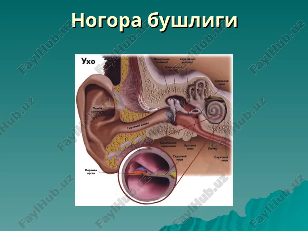 sor nistagm kuzatilmaydi ekspress usul muvozanat organi tuzilishi a — lateral (bemor boshi 30° oldinga egilgan); yarim doira kanallar tekshiruvida bemorning xolati: b — oldtngi (bemor boshi 90° oldinga egilgan v — orka (bemor boshi 90° yon tomonga egilgan °). viii juft vestibulyar nerv yuli 1. labirynthus membranaceus 2. ganglion vestibulare 3. ganglion vestibulare -dendrit 4. ganglion vestibulare -acson 5. contur fossa romboidea 6. nucleus vestibulares 6. nuclei vestibulares superior-bexterev 6. nuclei vestibulares lateralis-deyters 6. nuclei vestibulare inferior-roller 6. nuclei vestibulare medialis-shvalbe vestibulyar analizatorning tekshirish usullari videookulografiya va nistagmografiya bilan kalorik, aylanma testlar; statik va dinamik stabilografiya; eeg. videokulografiya elektronistagmografiya spontan, va eksperimental nistagmni aniklashda asosiy usul. vestibulyar analizatorning tekshirish usullari www.tma.uz otit tasnif: infektsiyaning joylashgan o'rniga qarab quyidagi otitlar mavjud tashqi va o'rta tashqi quloq kasalliklari a – quloq suprasi perixondriti b – saramas (roja) v – tashqi quloq ekzemasi g - otogematoma o'tkir o'rta otitga moyillik tugdiruvchi omillar …