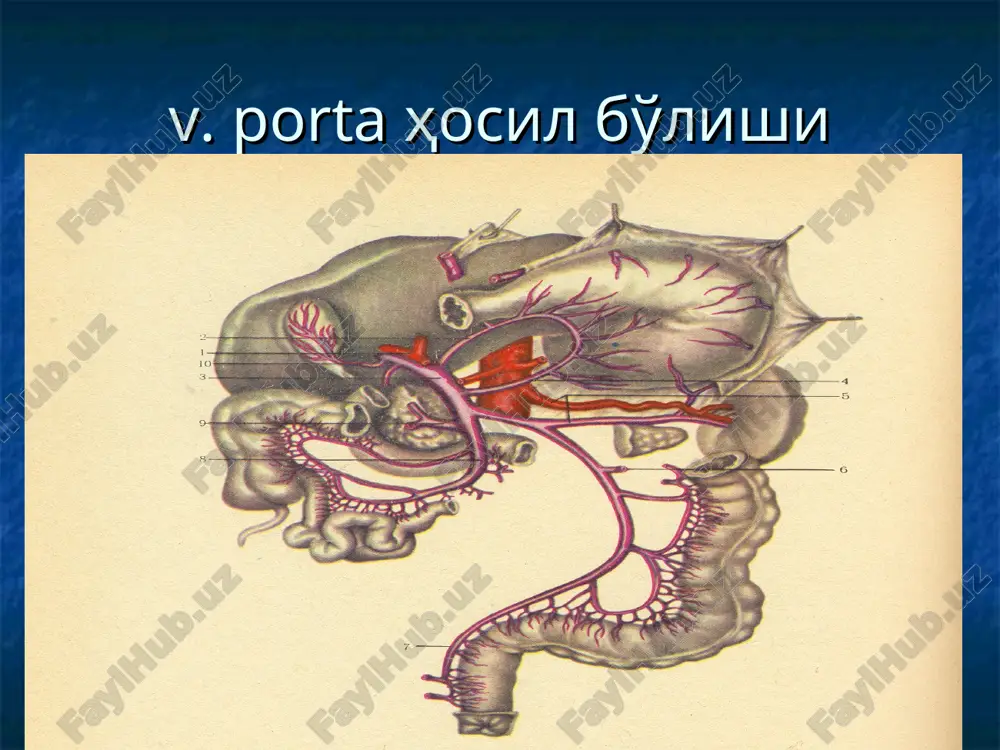 viy tekshiruvlar (gipo-disproteinemiya, giperbilirubinemiya, fermentlar faolligining oshishi va b.) ekg radioizotop skanirlash jigar, taloq, qopka vena exografiyasi qizilo'ngach, me'da rentgenografiyasi va gastrofibroskopiyasi jigar punktsion biopsiyasi rektoromanoskopiya laparoskopiya splenoportografiya splenomonometriya kompyuter tomografiyasi va x..k. iii bosqich — tekshirishning operatsiya ichi bosqichi: qorin bo'shlig'i organlarini taftish qilish, jigarni paypaslash, shoshilinch biopsiya qilish, portografiya va portomonometriya o'tkazish. jigardagi qon tomirlarning exografiyada kamligi qopka vena diametri taloq o'lchamlarining kattalashgani ezofagogastrofibroskopiyada qizilo'ngach va me'daning kardial qismida venalar varikoz kengayishi borligi, ezofagit belgilari aniqlanishi, splenomonometriyada portal bosimining 1,86 dan 3,72 kpa qadar baland bo'lishi, splenoportografiyada «butalgan daraxt» hamda portal venaning bukilib qolganligini aniqlash katta ahamiyat kasb etadi. egdfs: kizilungach venalarining varikoz kengayishi davosi. surunkali gepatit va jigar tsirrozining farmakoterapiyasi etarlicha yaxshi ishlab chiqilgan bo'lib, tegishli qo'llanmalarda batafsil yoritilgan. bunday bemorlarni jarroxlik yo'li bilan davolash esa hanuzgacha murakkab va dolzarb hisoblanadi. m. d. patsiora (1984) portal gipertenziyada qo'llanadigan barcha jarroxlik muolajalarini 5 guruhga bo'ladi: portal gipertenziyada qo'llanadigan …