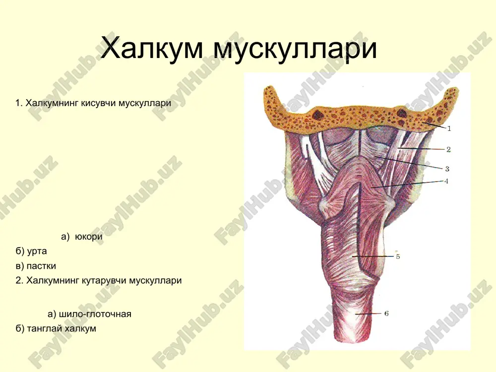 ostrie i xronicheskie zabolevaniya glotki - Page 5