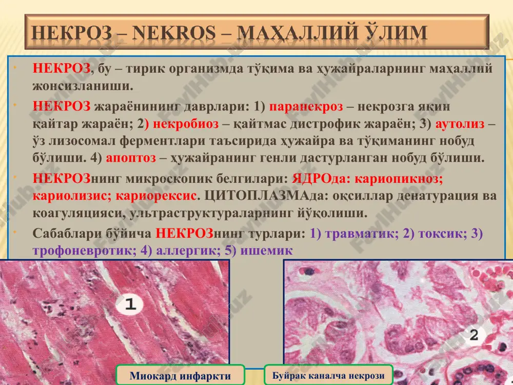 patologik anatomiya - Page 5