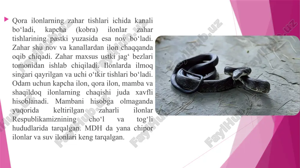 v q.a. zoologiya (xordalilar ii-qism). oliy o‘quv yurtlari bakalavriat bosqichi biologiya ta’lim yo‘nalishi talabalari uchun darslik / o‘zbekiston respublikasi oliy va o‘rta maxsus ta`lim vazirligi. t.: «sho‘lpon» nomidagi nashriyot-matbaa ilodiy uyi, 2011. - 512 b. 4. dadayev s., saparov q.a. umurtqalilar zoologiyasi, darslik. toshkent, «turon-iqbol». 2019, 720 b. 5. dadayev s. umurtqalilar zoologiyasidan amaliy mashg‘ulotlar. o‘quv qo‘llanma. oliy o'quv yurt-larining biologiya ta’lim yo’nalishi talabalari uchun o‘quv qo‘llanma. toshkent: book-many print, 2022. -346 b. image1.emf image2.jpeg image3.emf image4.emf image5.emf image6.emf image7.jpeg image8.jpeg image9.jpeg /docprops/thumbnail.jpeg