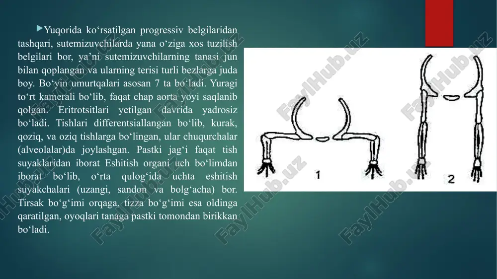 da chuqurchalar hosil bo‘ladi. bu chuqurchalarga chin terining so‘rg‘ichlari kirib turadi. bu esa terining ikkala qavati zich birikishini ta’minlaydi, chunki epidermisda qon tomirlari bo‘lmaydi va epidermis chin teridan oziq moddalarni va kislorodni faqat diffuz yo‘l bilan oladi. malpigiy qavat hujayralarining bo‘linib turishi hisobiga ularning o‘rni to‘lib boradi. sutemizuvchilarning epidermis teri qavati har xil teri hosilalarini-soch, tirnoq, tuyoq, kovak shox (bug‘ulardan tashqari), tangacha va turli bezlarni beradi. sutemizuvchilar terisining tuzilishi:1-ter bezi, 2-yog‘ bezi, 3-jun, 4-jun qopi, 5- yog‘ qatlami, 6-muskullari. haqiqiy (chin) teri, ya’ni kutis qavati sutemizuvchilarda juda yaxshi rivojlangan, qalin bo‘ladi. chin teri qavati juda murakkab to‘r hosil qiluvchi tolali biriktiruvchi to‘qimadan iborat bo‘lib, bu yerda yog‘ to‘planadi. bu qavat teri osti yog‘ kletchatkasi deb ataladi. u kitlarda va tyulenlarda hamda quruqlikda yashovchi ayrim sutemizuvchilarda (yumronqoziq, bo‘rsiq, sug‘ur, ayiq) yaxshi rivojlangan. ular uchun yog‘ qavat asosiy energetik manba bo‘lib xizmat qiladi. terining qalinligi har xil turlarida farq qiladi. odatda, sovuq, …