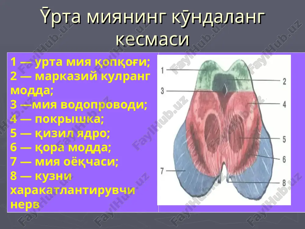 'ora pardasini innervatsiya qiladi ta'm bilish yadrosi (nucl. tractus solitarius)– tilning orqa 1/3 qismida ta'm sezishga javob beradi til-yutqun nervining yadrolari xarakat yadrosi (nucl. ambiguus) x juft bmn bilan umumiy yadro – yutkunning muskullarini innervatsiya kiladi, yutishga javob beradi sekretor yadro (nucl. salivatorius inferior)– kulok oldi sulak bezini innervatsiya kiladi til-yutqun nervining zararlanishi yutkunning yukori kismida sezgi buzilishi kserostomiya tilning orka 1/3 kismida ta'm bilish buzilishi (gipo- yoki ageyziya) disfagiya-yutinish buzilishi disfoniya-ovoz buzilishi yumshok tanglay parezi yutkun refleksi pasayishi adashgan nerv yadrolari vegetativ yadro (n. dorsalis nervi vagi) – ichki a'zolarning sillik mushaklarini innervatsiya qiladi (bronxlar, qizil ýngach, va boshqa) sekretor tolalar oshqozon va oshqozon osti bezini innervatsiya qiladi. adashgan nerv zararlanishi bir tomonlama zararlanishda– disfagiya-yutinish buzilishi, disfoniya-ovoz buzilishi, yumshok tanglay parezi, yutkun refleksi pasayishi ikki tomonlama zararlanishda– afoniya, yutunish buzilishi, yurak va nafas olish buzilishlari. bulbar alternirlashgan sindromlar qýshimcha nerv mm. sternocleidomastoideus va trapezius innervatsiya qiladi. yadrosi uzunchok miya …