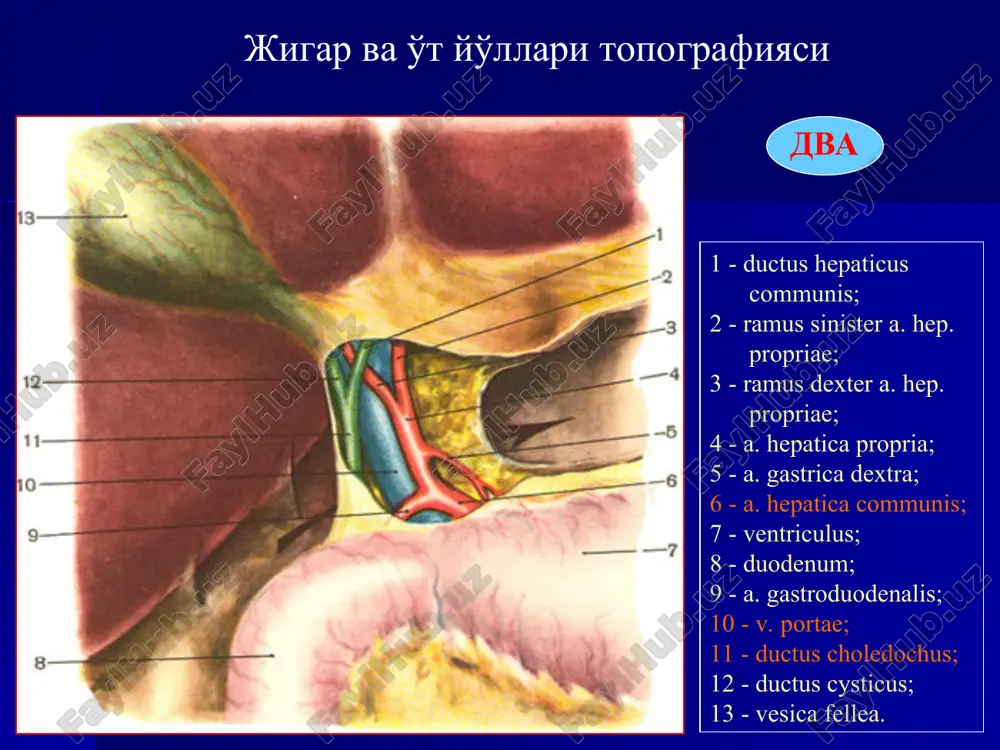 ko'rsatkichlari № mualliflar asoratlar va o'limning uchrash foizlari yillar 1. aripov u.a. 25,8% 7,0% 1993 2. karimov sh.i. 27,4% 6,9% 1998 3. talman yu.r. 26,4% 6,3% 1999 4. borodax v.a. 17,4% 0,9% 2008 5. sotnocheneko b.a. 22,4% 1,0% 2009 6. gostishev v.k. 33,4% 0,8% 2010 7. sandakov p.i. - 0,5% 2011 8. kuznetsov n.a. 27,3% 0,7% 2011 o'tkir xoletsistit klassifikatsiyasi etiologiyasi bo'yicha: a) toshsiz b) toshli yallig'lanish darajasiga ko'ra: a) oddiy b) destruktiv morfologik belgisiga ko'ra: a) kataral b) flegmonoz v) gangrenoz d) gangrenoz-perforativ o'tkir xoletsistit asoratlari: - o't qopi perforatsiyasi va peritonit, - yiringli xolangit, - mirizzi sindromi, - biliodigistiv oqmalar, - xoledoxolitiaz, - mexanik sariklik, - o'tkir pankreatit, - jigar etishmovchiligi. o'tkir toshli xoletsistit asoratlari peritoneal turlari: - flegmonoz xoletsistit - gangrenoz xoletsistit o'tkir o't qopi empiemasi perforativ xoletsistit (perivezikal infiltrat, perivezikal abstsess, ma- halliy peritonit, tar-qalgan peritonit) obturatsion turlari: - obturatsion xoletsistit (o't qopi yo'lini obtura- tsiyasi, …