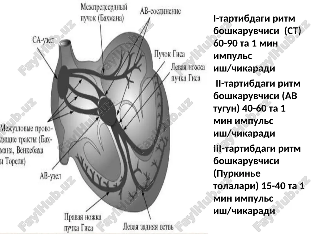 blokada-dan farki rr oralik 2,3,4 va x.k. normal rr oralikga teng bulmaydi sinus tugunining kuchsizlik sindromi sinus tugunining avtomatizmini susayishi yoki tuxtashi. kuyidagi turlari mavjud: latent turi - klinikada simptomsiz kechadi. ekg sinusli bradikardiya, aritmiya, ritm boshkaruvchisini migratsiyasi bilan kechadi gipodinamik yoki manifest turi - kuchli turgun bradikardiya, yurakdagi ogrik, bosh aylanishi, xushdan ketish, bosh ogrik, mas bilan ifodalanadi. ekgda turgun sinusli bradikardiya, sinoaurikulyar blokadalar belgilari bilan kurinadi. sinus tugunining kuchsizlik sindromi (davomi) bradi-taxikardiya sindromi (short sindromi) - kuchli bradikardiya paroksizmal supraventrikulyar taxikardiya, xilpilovchi aritmiya yoki bulmachalar titrashi davrlari bilan almashib turadi. klinikada: yurak uynab ketishi, tez urishi, bosh aylanish, xushdan ketish, mas bezovta kiladi doimiy xilpilovchi aritmiyani bradisistolik shakli av ritm, ritm boshkaruvchisini migratsiyasi sa - blokada, av -dissotsiatsiya kuchli bradikardiya fonidagi ekstrasistoliyalar ektopik komplekslar va ritmlar sinus tugunidan tashkarisidan paydo bulgan impuls xisobiga yurakni kiskarishi ektopik kompleks yoki ritm deyiladi bulinadi: passiv va faolga passiv - ritm boshkaruvchisi …