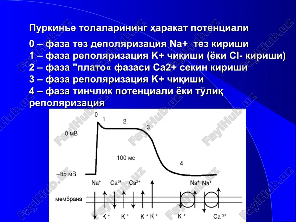sida harakat potentsialining davomiyligi oshadi, va effektiv refrakter davr uzayadi . bundan tashqari amiodaron natriy va kaltsiy kanallarini qisman bloklaydi, nokonkurent b-adrenobloklovchi xususiyatga ega. shu sababli amiodaronni nafaqat iii. balki ia, ii i iv sinfga xam kiritish mumkin. qo'llashga ko'rsatmalar taxiaritmiya va ekstasistoliyalarning turli ko'rinishlari, boshqa antiaritmik dori vositalari samaradorligi bo'lmaganda qorinchalar uchti paroksizmal taxikardiyasi, bo'lmachalar xilpillashi va titrashi qorinchalar taxikardiyasi va fibrilyatsiyasi asosiy nojo'ya ta'sirlari: yuqs va kuchini kamayishi; atrioventrikulyar o'tkazuvchanlikni yomonlashishi; tremor, ataksiya, paresteziya; qalqonsimon bez funktsiyasi buzilishi; o'pkada fibroz o'zgarishlar; jigar funktsiyasini buzilishi; preparatning ko'z shox pardasida va terida to'planishi; fotosensibilizatsiya. amiodaronning nojo'ya ta'sirlari ko'p bo'lganligi sababli bu preparat bilan uzoq davolash tavsiya etilmaydi. 4 - sinf kaltsiy antagonistlari hujayra ichiga kaltsiy ionlarini sekin kirishini susaytiradi sinus tuguni va ektopik o'choqlarda avtomatizmni pasaytiradi harakat potentsiali va erd davomiyligiga ta'sir etmaydi av tugunda o'tkazuvchanlikni susaytiradi ab ni pasaytiradi * verapamilning sinoatrial tugunga ta'siri verapamil sinoatrial tugun avtomatizmini pasaytiradi …