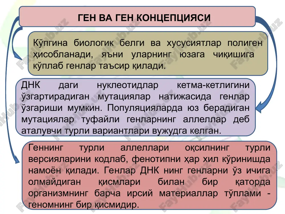 rning ajralib turadigan asosiy xususiyatlari quyidagilardan iborat: - uzuq-uzuqlik, ya'ni, mrnk da ifodalanadigan (ekzon) va ifodalanmaydigan (intron) nukleotidlar ketma-ketliklarining almashinib kelishi; - noyob genlar bilan bir qatorda qayta-qayta takrorlanuvchi bir necha takroriy genlar mavjudligi; - deyarli barcha genlar alohida joylashgan, faqat t-rnk va r-rnk hamda giston genlari bakteriyalarning operonini eslatuvchi klasterlarda yig'ilgan. - operonlarga guruhlanmaydi, shu sababli ularning har biri o'z promotori va terminatoriga ega. etiborlaringiz uchun raxmat e'tiboringiz uchun raxmat! * diploid hujayradagi alternativ genlarning aksariyati gomologik xromosomalarning bir xil lokuslarida joylashgan ikkita allel bilan ifodalanadi, ya'ni ularning genetik miqdori ikkita. shu bilan bir qatorda alternativ genlarning miqdori ularning funktsional maqsadiga bog'liq degan xulosaga kelish mumkin. alternativ genlar qarama -qarshi belgilarning rivojlanishini belgilab, ularning juftlari allemorf deb ataladi. bunday hollarda juftlik hodisasini allelizm deb atash mumkin. har bir genda ikkita holat mavjud – a va a, shuning uchun ular bitta juftlikni tashkil qiladi va juftlikning har biri alohida allel …