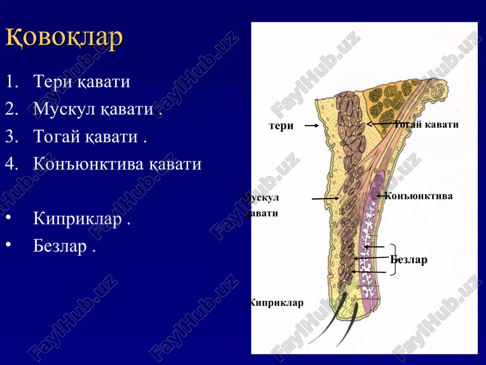 otorinolaringologiya va oftalmologiya kafedrasi - Page 5