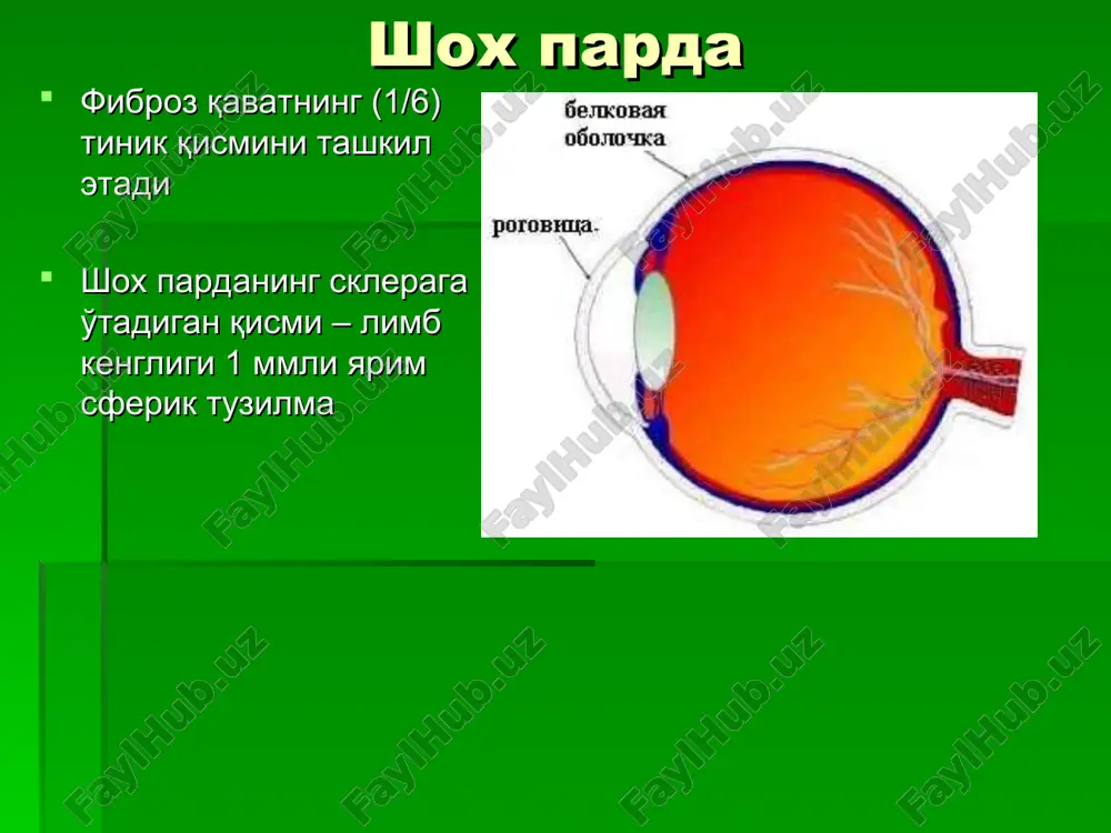 toru xrustalika ot epiteliya ploskoy chasti resnichnogo tela i ego ostrovkov vplot do zubchatoy linii gistologicheski v xrustalike videlyayut: kapsulu kapsulyarniy epiteliy xrustalikovoe veshestvo kapsula besstrukturna, silno prelomlyaet svet, ustoychiva k vozdeystviyu razlichnix patologicheskix faktorov pri razrezax kraya ee rani zakruchivayutsya knaruji v kapsule videlyayut perednyuyu i zadnyuyu chasti s granitsey v ekvatorialnoy zone perednyaya chast kapsuli tolshe zadney (sootvetstvenno 0,02 i 0,002-0,004 mm), chto obuslovleno naxojdeniem pod ney odnosloynogo epiteliya epiteliy xrustalika odnosloyniy on vipolnyaet neskolko funktsiy: troficheskuyu, barernuyu i kambialnuyu xrustalikovie volokna - (eto poteryavshaya yadro vidoizmenennaya kletka epiteliya iz ekvatorialnoy zoni, dlinoy ot 8 do 12 mm) sostoyat kak bi iz dvux portsiy, kotorie rastut ot ekvatora v dvux protivopolojnix napravleniyax - k polyusam linzi pri etom molodoe xrus- talikovoe volokno ot- tesnyaet knutri bolee staroe steklovidnoe telo speredi prilejit k xrustaliku, a na ostalnom protyajenii kontaktiruet s setchatkoy ono predstavlyaet soboy geleobraznuyu massu, vesom 4 g …
