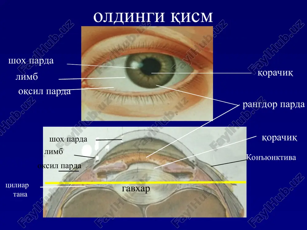 otorinolaringologiya va oftalmologiya kafedrasi - Page 5