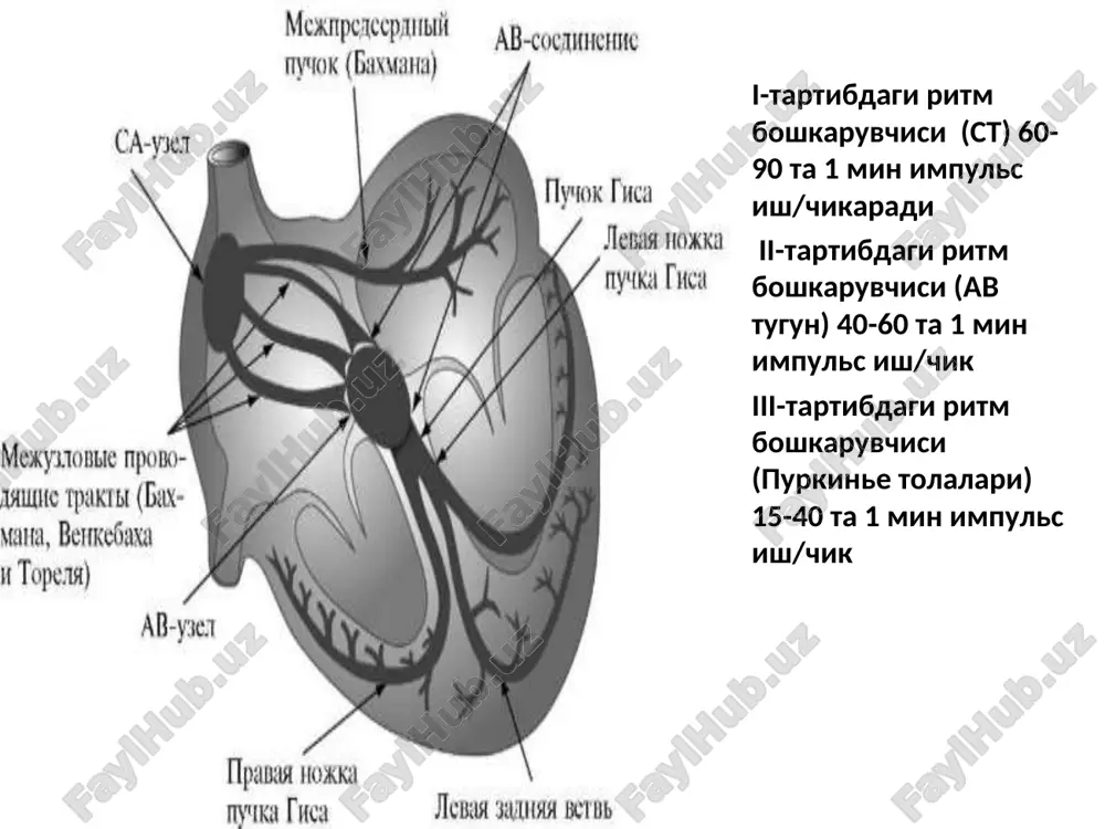 rr oralikdan 2 baravardan kuprok katta buladi; sinoatrial blokada-dan farki rr oralik 2,3,4 va x.k. normal rr oralikga teng bulmaydi sinus tugunining kuchsizlik sindromi sinus tugunining avtomatizmini susayishi yoki tuxtashi. kuyidagi turlari mavjud: latent turi - klinikada simptomsiz kechadi. ekg sinusli bradikardiya, aritmiya, ritm boshkaruvchisini migratsiyasi bilan kechadi gipodinamik yoki manifest turi - kuchli turgun bradikardiya, yurakdagi ogrik, bosh aylanishi, xushdan ketish, bosh ogrik, mas bilan ifodalanadi. ekgda turgun sinusli bradikardiya, sinoaurikulyar blokadalar belgilari bilan kurinadi. sinus tugunining kuchsizlik sindromi (davomi) bradi-taxikardiya sindromi (short sindromi) - kuchli bradikardiya paroksizmal supraventrikulyar taxikardiya, xilpilovchi aritmiya yoki bulmachalar titrashi davrlari bilan almashib turadi. klinikada: yurak uynab ketishi, tez urishi, bosh aylanish, xushdan ketish, mas bezovta kiladi doimiy xilpilovchi aritmiyani bradisistolik shakli av ritm, ritm boshkaruvchisini migratsiyasi sa - blokada, av -dissotsiatsiya kuchli bradikardiya fonidagi ekstrasistoliyalar ektopik komplekslar va ritmlar sinus tugunidan tashkarisidan paydo bulgan impuls xisobiga yurakni kiskarishi ektopik kompleks yoki ritm deyiladi …
