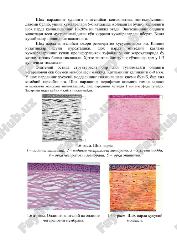 qavatlari yassi mug'uzlanmaydigan ko'p qirrali xujayralardan iborat. bazal hujayralar tsilindrik shaklga ega. shox parda epiteliysi yuqori regenerativ xususiyatlarga ega. klinik kuzatishlar shuni ko'rsatadiki, shox parda epiteliy qatlami hujayralarining kuchli proliferatsiyasi tufayli uning jarohatlarida bu qatlam tezlik bilan tiklanadi. hatto epiteliyni to'liq ko'chishida ham u 1-3 kun ichida tiklanadi. epiteliy ostida strukturasiz bir hil tuzilmadagi oldingi chegaralovchi yoki boumen membranasi mavjud. qatlamning qalinligi 6-9 mkm. u shox pardaning xususiy moddasining gialinlashgan qismi bo'lib, bir xil kimyoviy tarkibga ega. shox pardaning periferik qismiga tomon oldingi chegaralovchi membrana ingichkalashib, shox pardaning chetidan 1 mm masofada tugaydi. zararlangandan keyin u qayta tiklanmaydi. 1.6-rasm. shox parda. 1 – oldingi epiteliy; 2 – oldingi chegaralovchi membrana; 3 – xususiy modda; 4 – orqa chegaralovchi membrana; 5 – orqa epiteliy. 1.6 a-rasm. oldingi epiteliy va oldingi chegaralovchi membrana. 1.6 b-rasm. shox parda xususiy moddasi. 1.6 v-rasm. shox parda orqa qismlari. 3 – xususiy modda; 4 – orqa …
