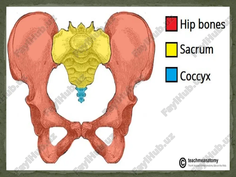 the pelvis - Page 5